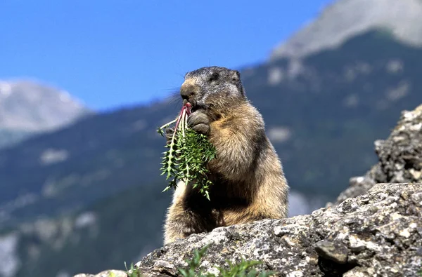 Marmotte des Alpes marmota marmota — Foto de Stock