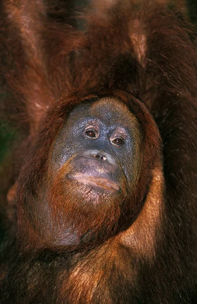 Orang Outan pongo pygmaeus — Fotografia de Stock