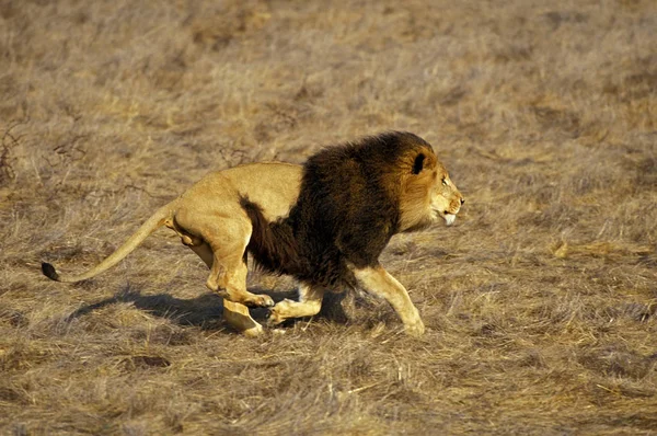 LION D 'AFRIQUE panthera leo — Fotografia de Stock