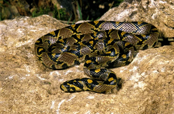 SERPENT RATIER MANDARIN elaphe mandarina — Stock Photo, Image