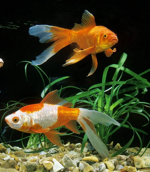 Poisson Rouge Cometa aurato carassius — Fotografia de Stock