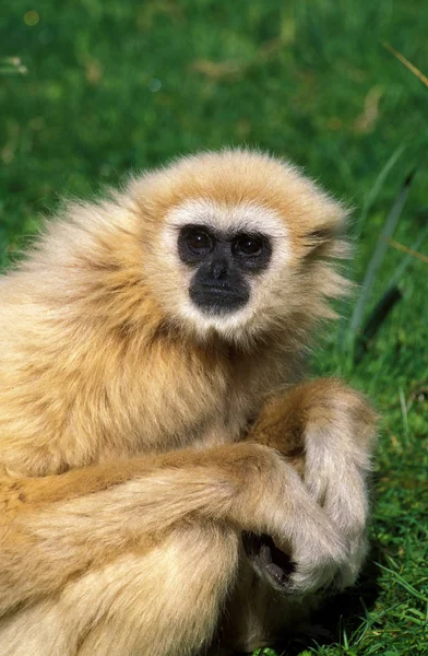 Gibbon A Mains Blanches hilobate lar — Foto de Stock