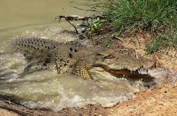 MARÍNIA CROCODÍVEL crocodylus porosus — Fotografia de Stock