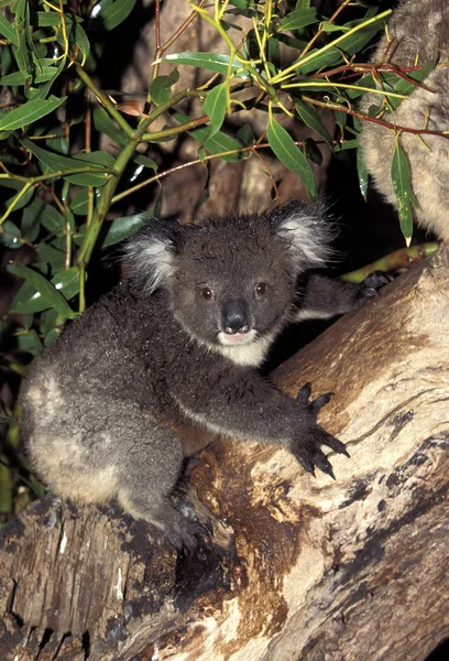 Koala phascolarctos cinereus — стоковое фото