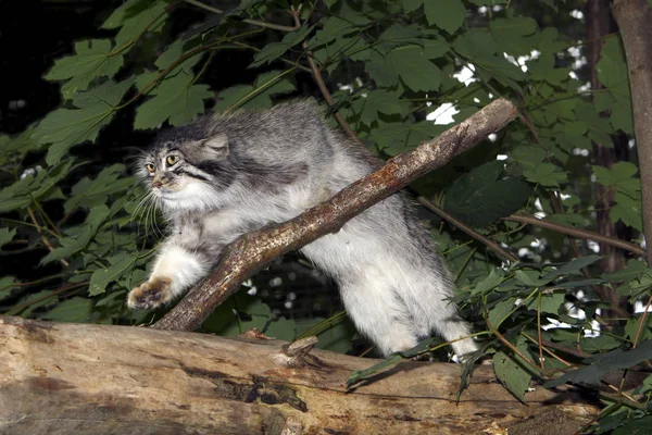 Manul otokolobus MANUL — Stok Foto