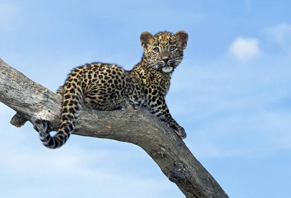 PANTHERE LEOPARD pantera pardus — Foto de Stock