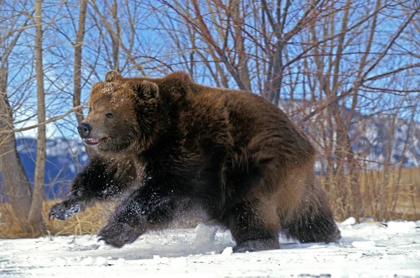 NUESTRA KODIAK ursus arctos middendorffi —  Fotos de Stock