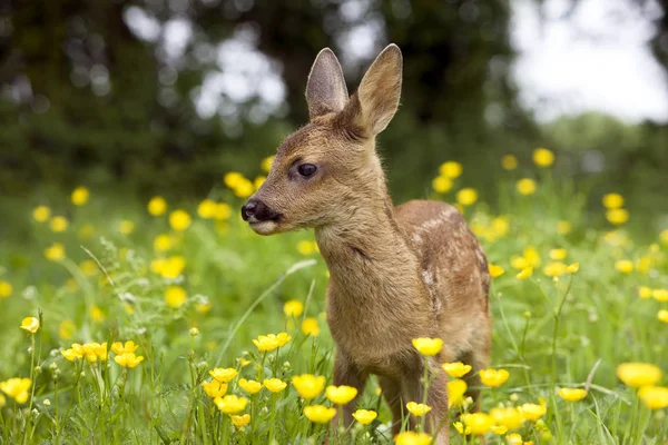 Chevreuil capreolus capreolus — Stockfoto