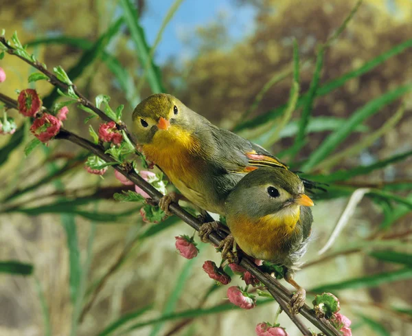 ROSSIGNOL DU JAPON leiothrix lutea — Stock Photo, Image