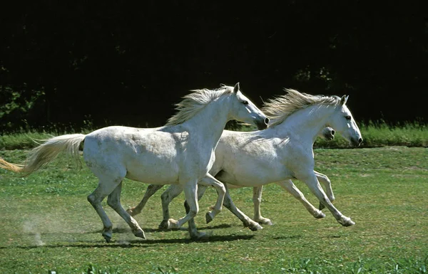 Lipizzaner — Stockfoto