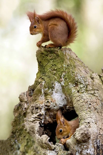 Ecureuil Roux sciurus vulgaris — Stockfoto