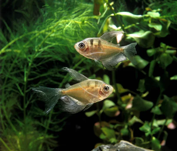 TETRA FANTOME megalamphodus megalopterus — Stock Photo, Image