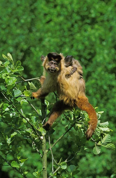 Sapajou Apelle cebus apella — Stockfoto