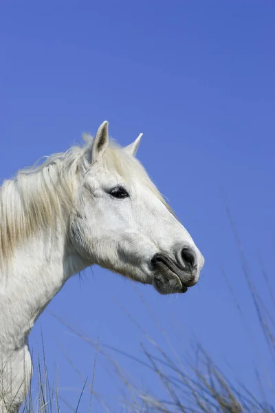 Camarguais — Fotografia de Stock