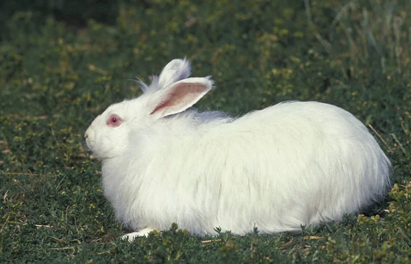 Lapin Angora — 图库照片