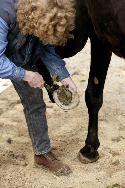 Pansage du Cheval — Foto de Stock