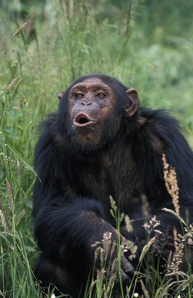 CHIMPANZE pan trogloditas — Foto de Stock