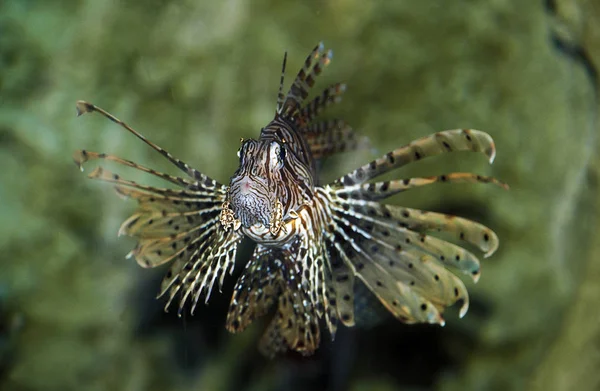 Недоліки Volante pterois volitans — стокове фото