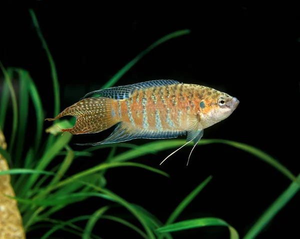 Poisson Du Paradis macropodus opercularis — Stock fotografie