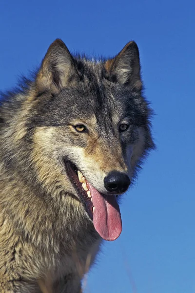 Loup Du Canada canis lupus occidentalis — Fotografia de Stock