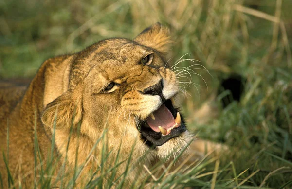 Aslan D 'Afrique panthera leo — Stok fotoğraf