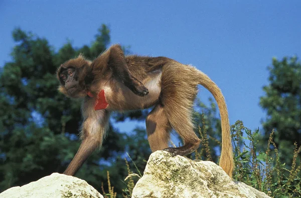 Gelada theropithecus gelada — Stockfoto