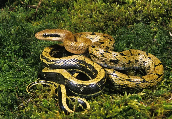 Serpente Ratier elaphe taeniura — Fotografia de Stock