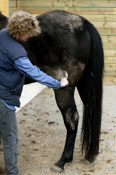 Pansage du Cheval — Foto de Stock