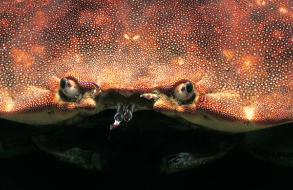 TURTEAU pagurus de câncer — Fotografia de Stock