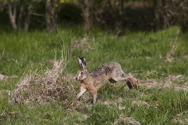 stock image LIEVRE D'EUROPE lepus europaeus