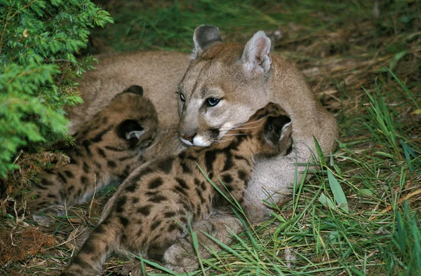 El color de la puma — Foto de Stock