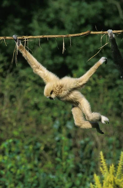 Gibbon A Mains Blanches hilobate lar —  Fotos de Stock