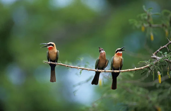 Guepier A Front Blanc merops bullockoides — Foto Stock