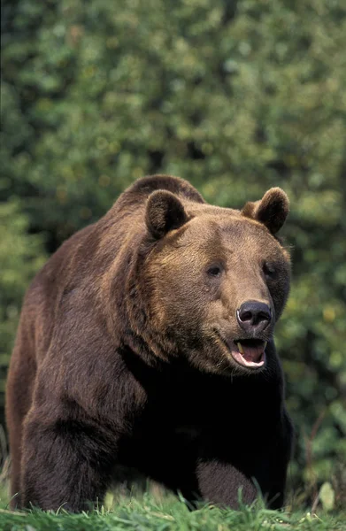 O nosso BRUN ursus arctos — Fotografia de Stock