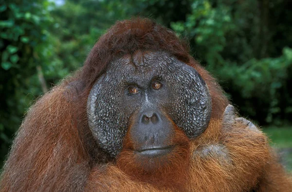 Orang Outan pongo pygmaeus — стокове фото