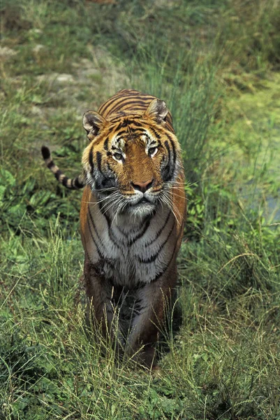 Tigre Du Bengale panthera tigris tigris — Φωτογραφία Αρχείου