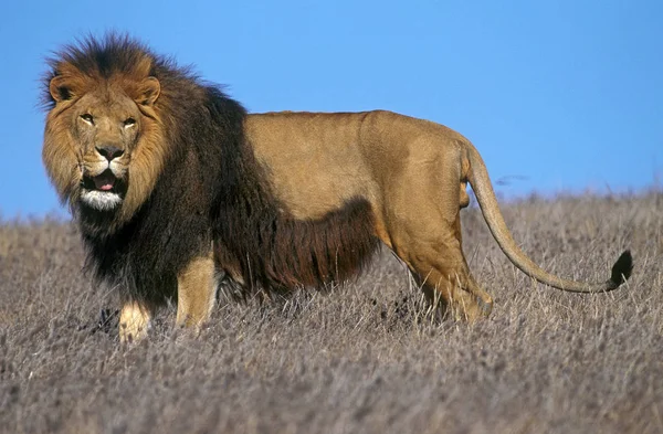 狮子D'Afrique Panthera leo — 图库照片