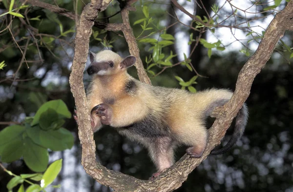 Tamandua tamandua tetradactyla — Fotografia de Stock