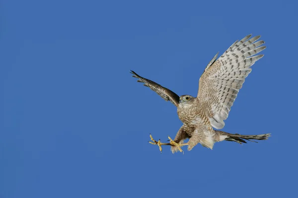 EPERVIER D'EUROPE accipiter nisus — Stock Photo, Image
