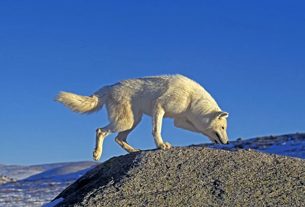 Loup Blanc De La Toundra canis lupus tundrarum — Fotografia de Stock