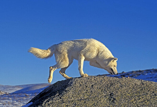 ARCTIC WOLF canis lupus tundrarum, ADULT SMELLING ON ROCK, ALASKA