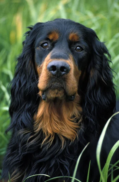 Cão de caça gordon — Fotografia de Stock