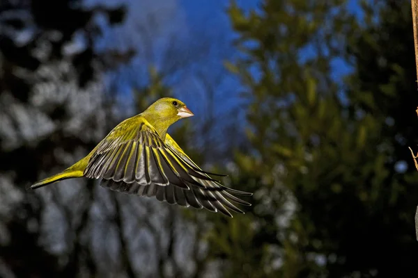 Βερντιέ D 'Europe carduelis chloris — Φωτογραφία Αρχείου