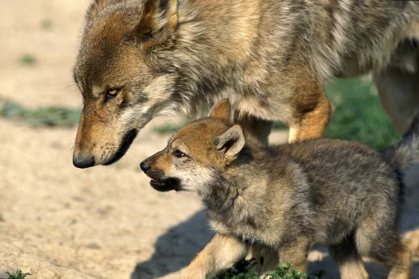 LOUP D 'EUROPE canis lupus — Fotografia de Stock