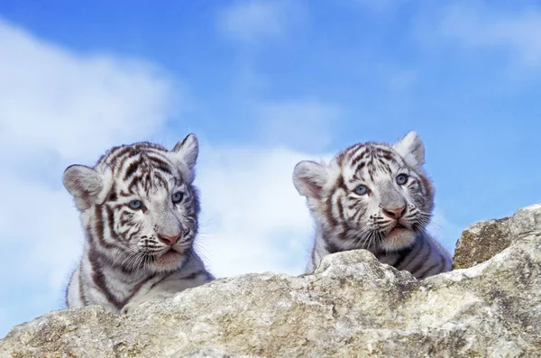 Tigre Blanc panthera tigris — Stock fotografie