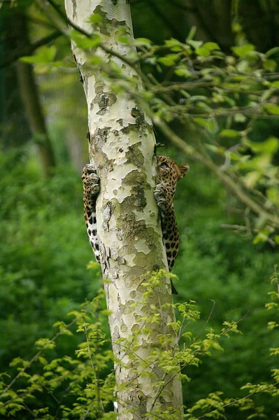 Panthere Du Sri Lanka panthera pardus kotiya — Φωτογραφία Αρχείου