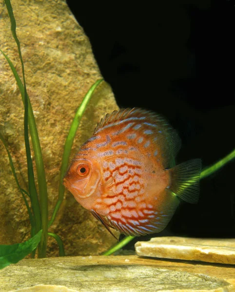 Diszkusz galamb vér szimfizodon aequifasciatus — Stock Fotó