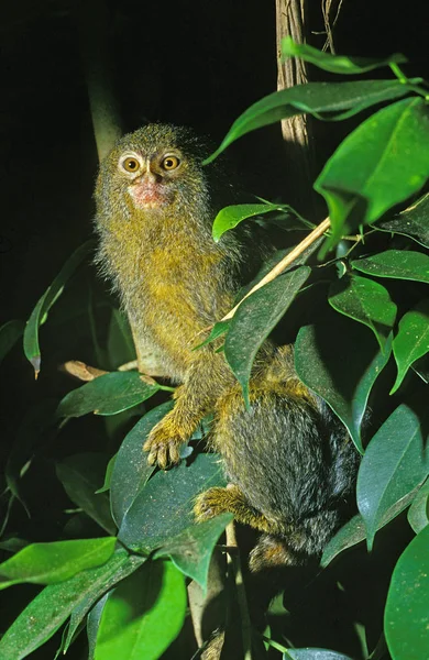 Ouistiti Pygmee callithrix pygmaea — Stok fotoğraf