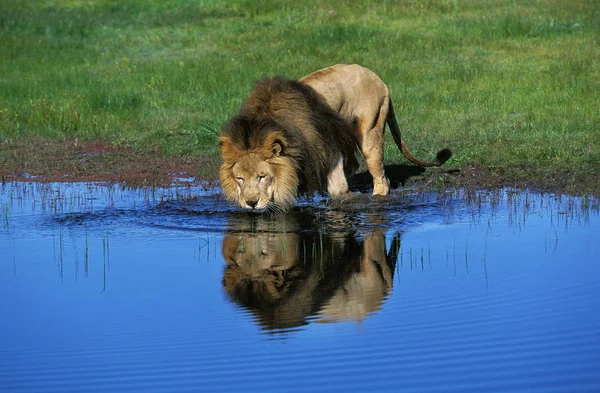 LION D 'AFRIQUE pantera leo —  Fotos de Stock