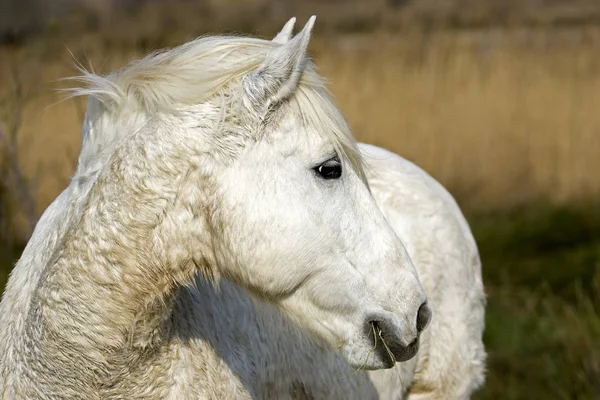 Camarguais — Fotografia de Stock